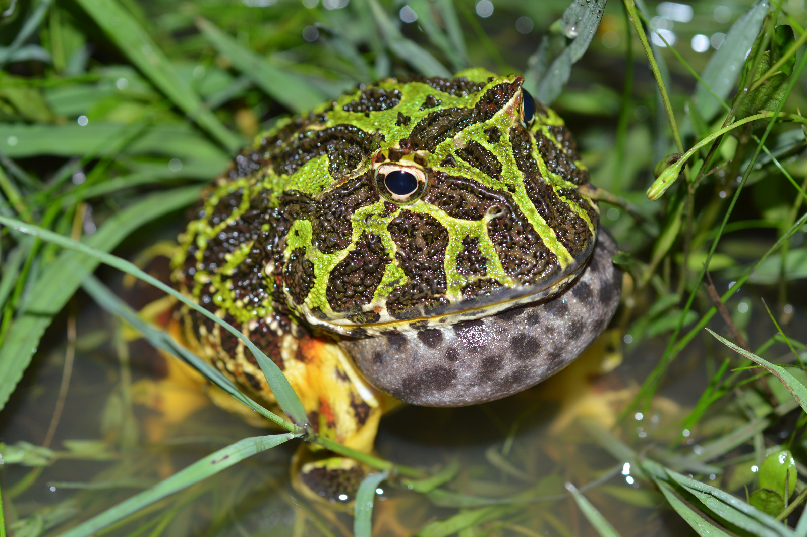 Male calling 2   Ph Gabriela Agostini
